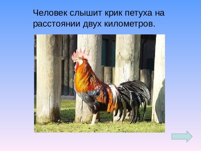 Человек слышит крик петуха на расстоянии двух километров.