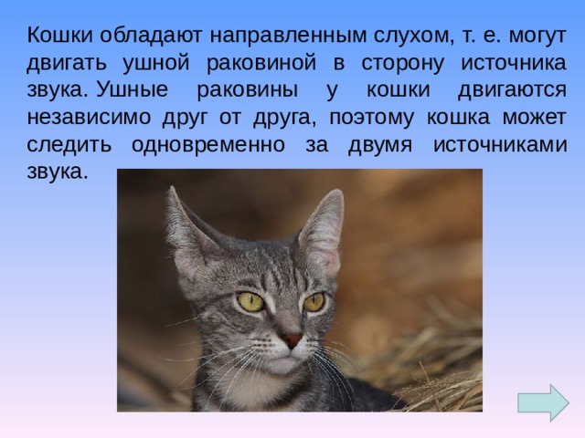 Кошки обладают направленным слухом, т. е. могут двигать ушной раковиной в сторону источника звука. Ушные раковины у кошки двигаются независимо друг от друга, поэтому кошка может следить одновременно за двумя источниками звука.