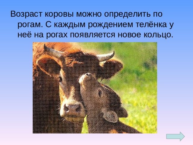 Возраст коровы можно определить по рогам. С каждым рождением телёнка у неё на рогах появляется новое кольцо.
