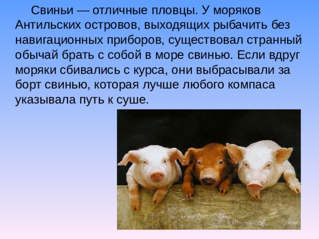 Свиньи — отличные пловцы. У моряков Антильских островов, выходящих рыбачить без навигационных приборов, существовал странный обычай брать с собой в море свинью. Если вдруг моряки сбивались с курса, они выбрасывали за борт свинью, которая лучше любого компаса указывала путь к суше.