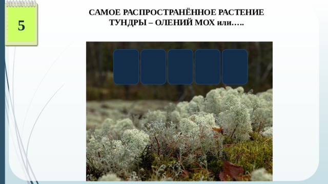 САМОЕ РАСПРОСТРАНЁННОЕ РАСТЕНИЕ ТУНДРЫ – ОЛЕНИЙ МОХ или….. 5 Ь Л Е Г Я ЯГЕЛЬ  