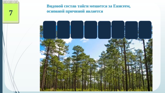 Видовой состав тайги меняется за Енисеем, основной причиной является 7 Л О З Р Е М Т А ТАЙМЫР  