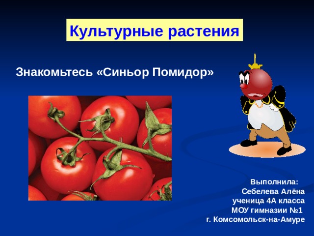 Культурные растения Знакомьтесь «Синьор Помидор» Выполнила: Себелева Алёна ученица 4А класса МОУ гимназии №1 г. Комсомольск-на-Амуре 