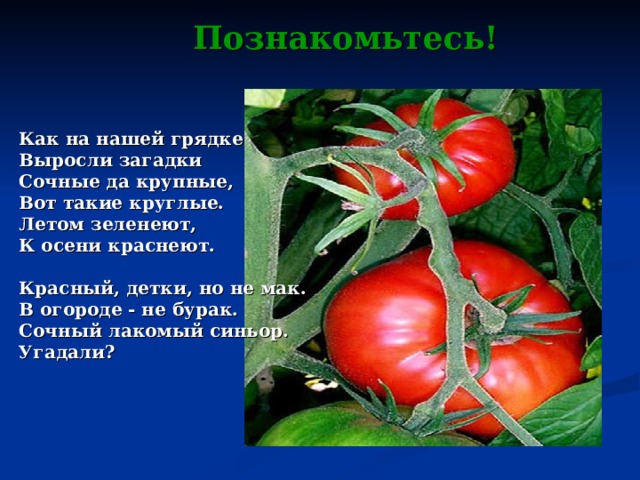 Познакомьтесь! Как на нашей грядке Выросли загадки Сочные да крупные, Вот такие круглые. Летом зеленеют, К осени краснеют.   Красный, детки, но не мак. В огороде - не бурак. Сочный лакомый синьор. Угадали? 