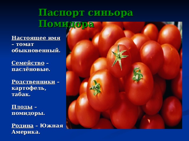 Паспорт синьора Помидора Настоящее имя – томат обыкновенный.  Семейство – паслёновые.  Родственники – картофель, табак.  Плоды – помидоры.  Родина – Южная Америка. 