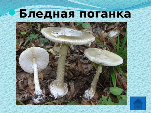 Бледная поганка 2 