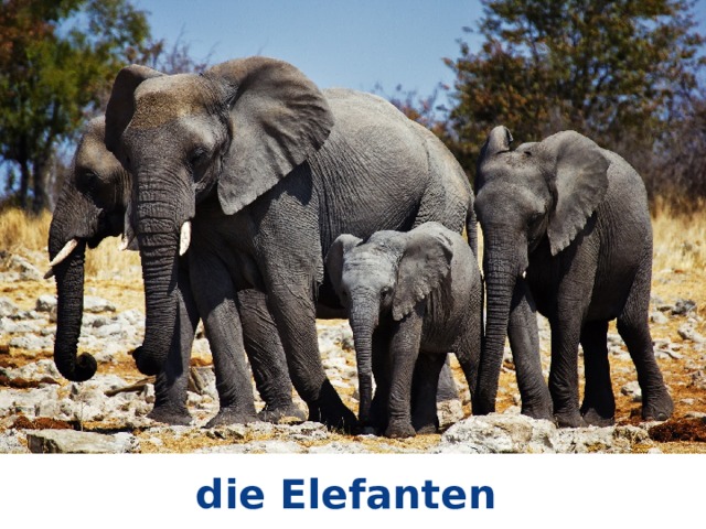 die Elefanten 