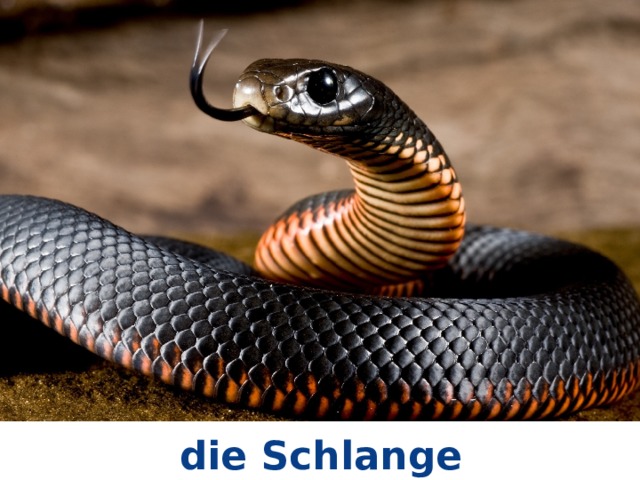 die Schlange 