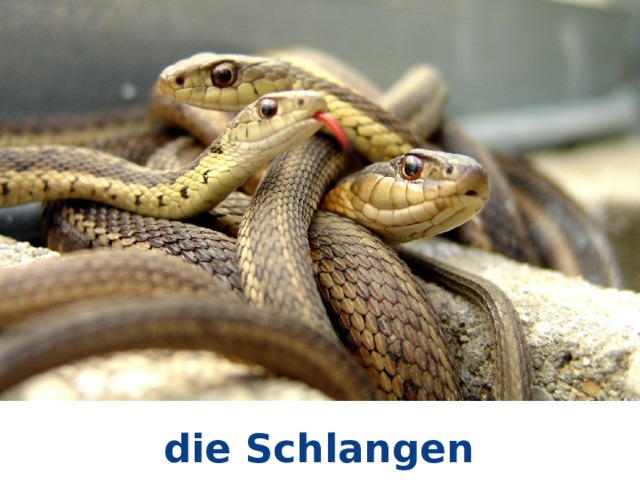 die Schlangen 
