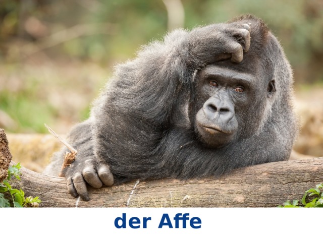 der Affe 