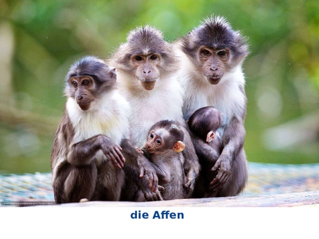 die Affen 