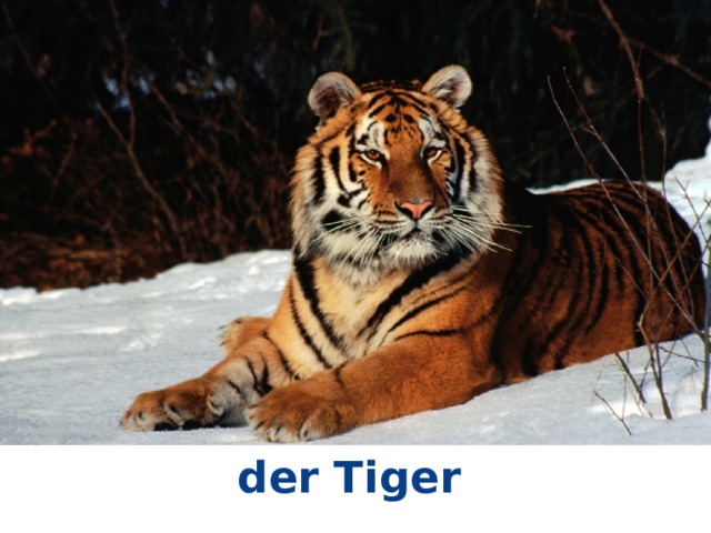 der Tiger 