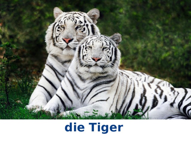 die Tiger 