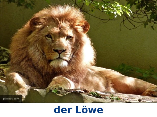 der Löwe 