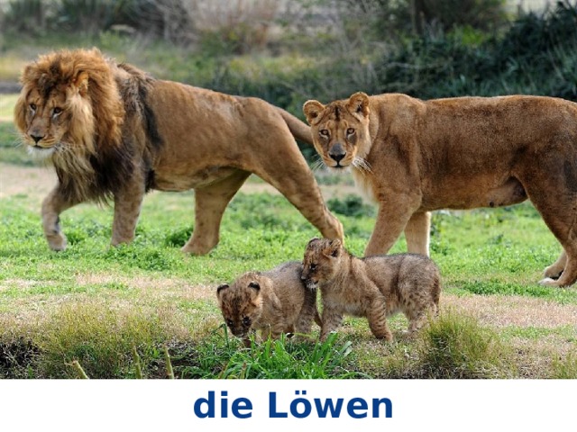 die Löwen 