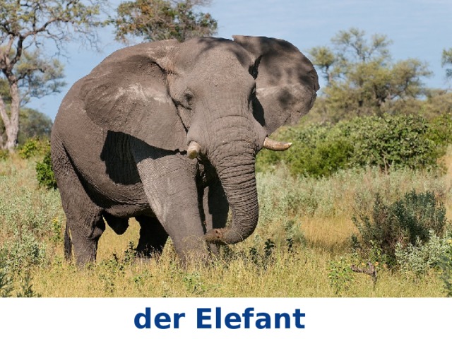der Elefant 