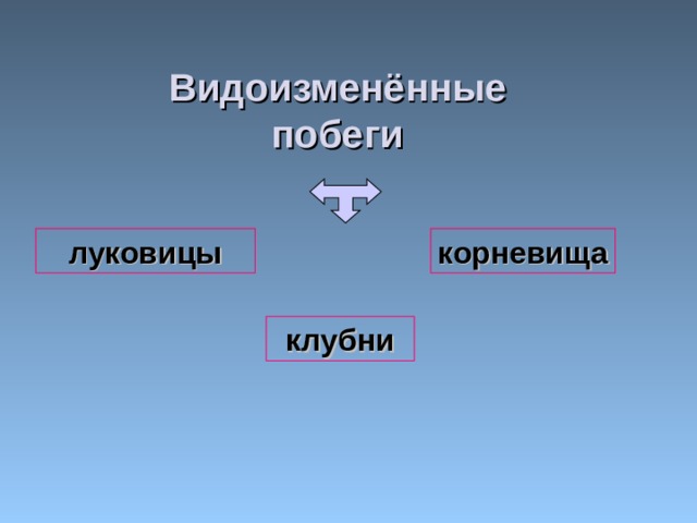 Видоизменённые побеги луковицы корневища клубни 