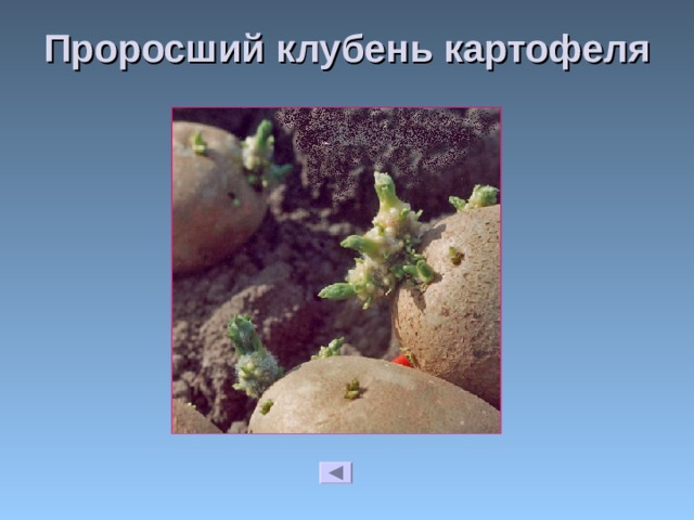 Проросший клубень картофеля 