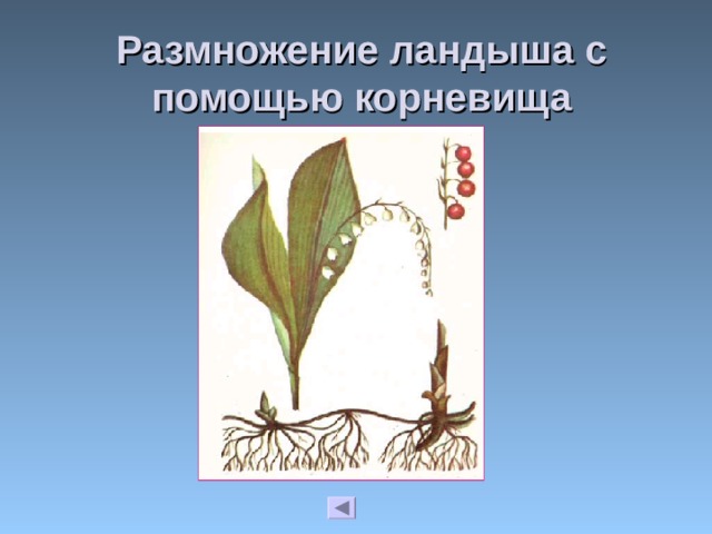 Размножение ландыша с помощью корневища 