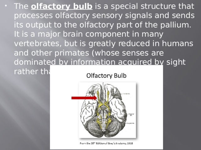 The  olfactory bulb  is a special structure that processes olfactory sensory signals and sends its output to the olfactory part of the pallium. It is a major brain component in many vertebrates, but is greatly reduced in humans and other primates (whose senses are dominated by information acquired by sight rather than smell) 