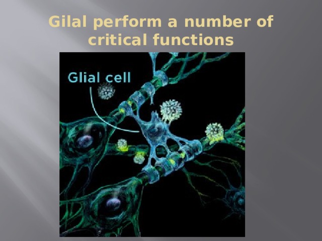 Gilal perform a number of critical functions 