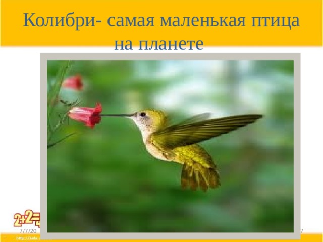 Колибри- самая маленькая птица на планете 7/7/20  