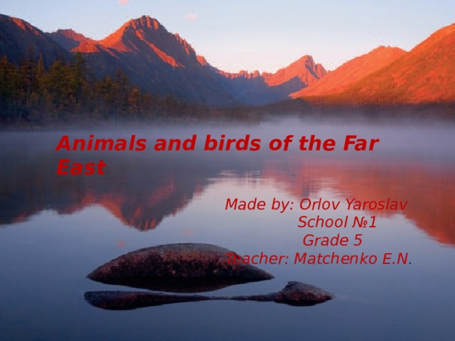 Animals and birds of the Far East Made by : Orlov Yaroslav  School №1 Teacher: Matchenko E.N. Animals and birds of the Far East Made by: Orlov Yaroslav  School №1  Grade 5 Teacher: Matchenko E.N . 