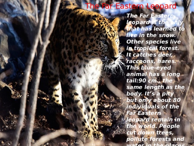 The Far Eastern Leopard The Far Eastern leopard is the only that has learned to live in the snow. Other species live in tropical forest. It catches deer, raccoons, hares. This blue-eyed animal has a long tail:90 cm., the same length as the body. It’s a pity but only about 80 individuals of the Far Eastern leopard remain in the world. People cut down trees, pollute forests and water in the places where it lives. 