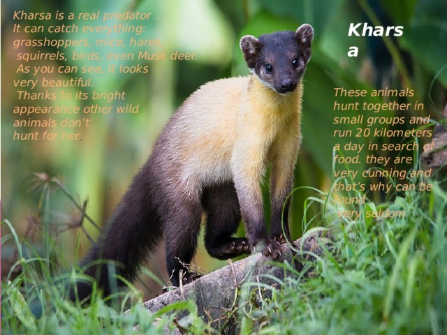 Kharsa is a real predator . It can catch everything: grasshoppers, mice, hares,  squirrels, birds, even Musk deer.  As you can see, it looks very beautiful.  Thanks to its bright appearance other wild animals don’t hunt for her. Kharsa These animals hunt together in small groups and run 20 kilometers a day in search of food. they are very cunning and that’s why can be found  very seldom 
