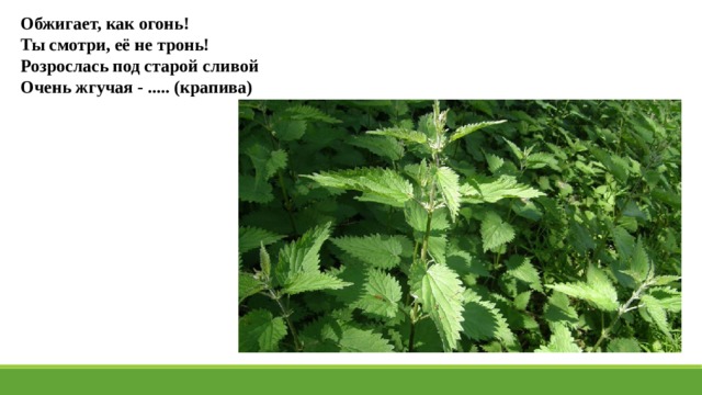 Обжигает, как огонь! Ты смотри, её не тронь! Розрослась под старой сливой Очень жгучая - ..... (крапива) 