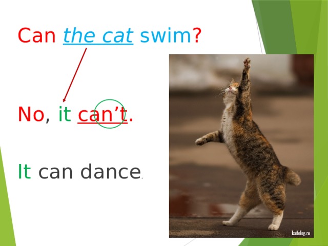 Can  the cat swim ? No , it  can’t . It can dance . 