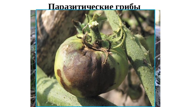 Паразитические грибы 
