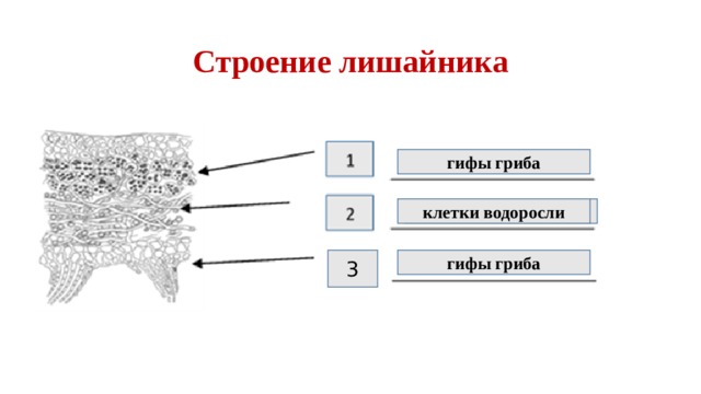 Строение лишайника гифы гриба Гифы гриба клетки водоросли гифы гриба 3 