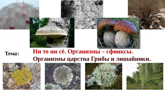 Ни то ни сё. Организмы – сфинксы. Организмы царства Грибы и лишайники. Тема: 