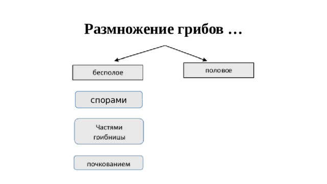 Размножение грибов … спорами 