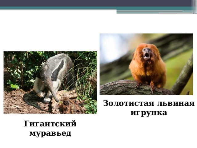 Золотистая львиная игрунка Гигантский муравьед 