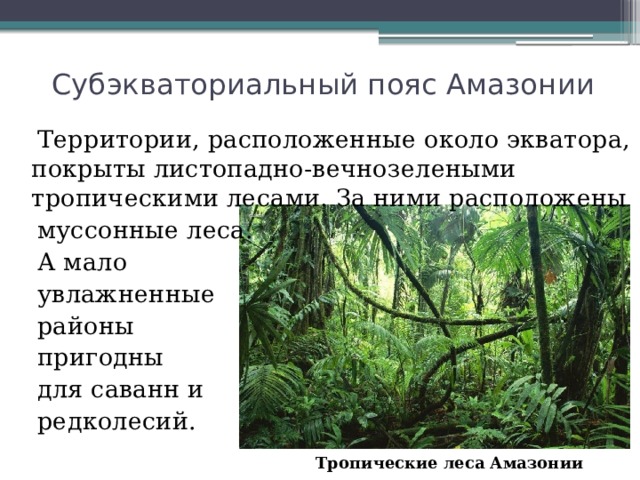 Субэкваториальный пояс Амазонии  Территории, расположенные около экватора, покрыты листопадно-вечнозелеными тропическими лесами. За ними расположены  муссонные леса.  А мало  увлажненные  районы  пригодны  для саванн и  редколесий. Тропические   леса   Амазонии 