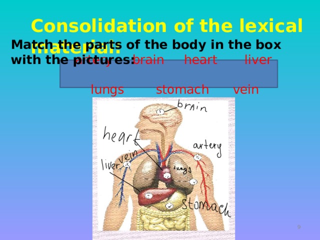  Consolidation of the lexical material: Match the parts of the body in the box with the pictures:  artery brain heart liver  lungs stomach vein   