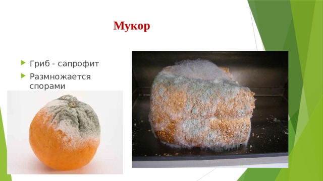 Мукор Гриб - сапрофит Размножается спорами  
