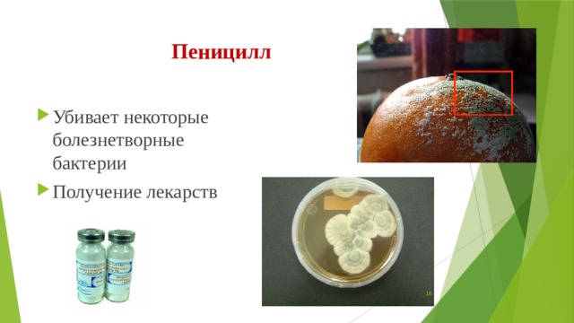 Пеницилл Убивает некоторые болезнетворные бактерии Получение лекарств  