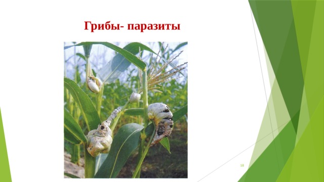 Грибы- паразиты  