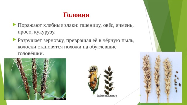 Головня Поражают хлебные злаки: пшеницу, овёс, ячмень, просо, кукурузу. Разрушает зерновку, превращая её в чёрную пыль, колоски становятся похожи на обуглевшие головёшки.  