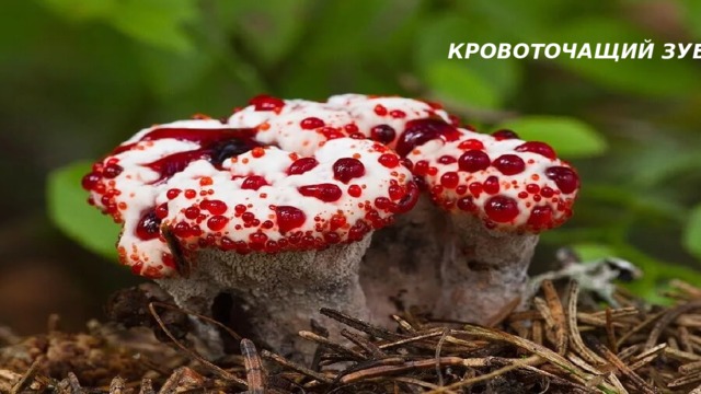 КРОВОТОЧАЩИЙ ЗУБ    