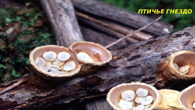 ПТИЧЬЕ ГНЕЗДО    