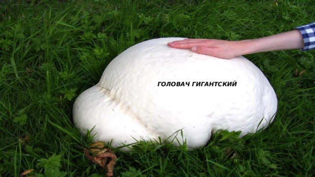 ГОЛОВАЧ ГИГАНТСКИЙ  
