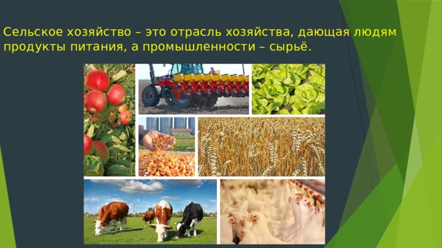 Сельское хозяйство – это отрасль хозяйства, дающая людям  продукты питания, а промышленности – сырьё.   