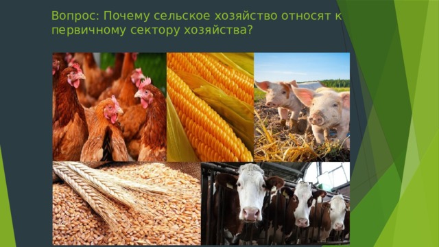 Вопрос: Почему сельское хозяйство относят к первичному сектору хозяйства?   