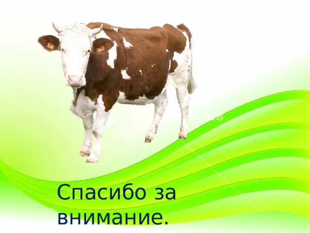 Спасибо за внимание. 