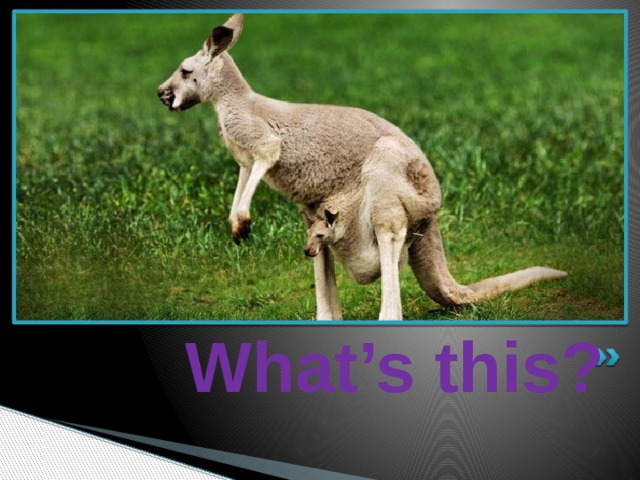  What’s this? 