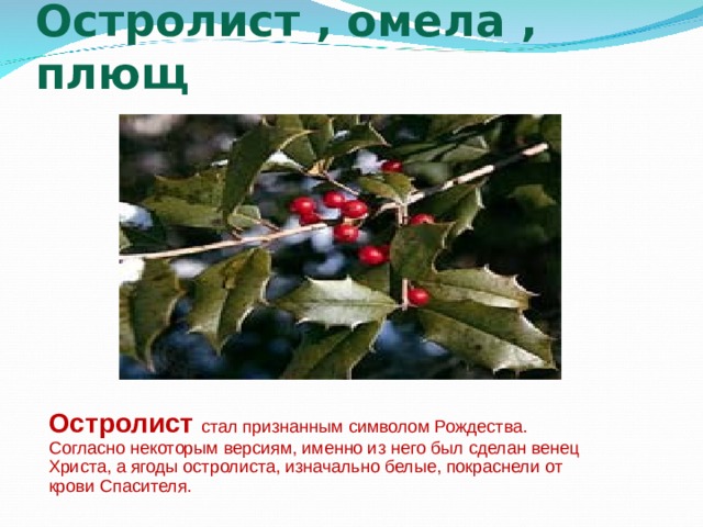 Остролист , омела , плющ Остролист стал признанным символом Рождества. Согласно некоторым версиям, именно из него был сделан венец Христа, а ягоды остролиста, изначально белые, покраснели от крови Спасителя. 